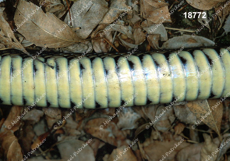 Diamondback Watersnake (Nerodia rhombifer)